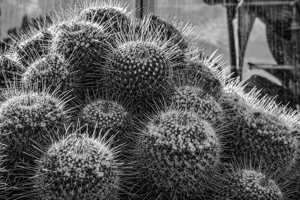 Cactus & Succulent Garden