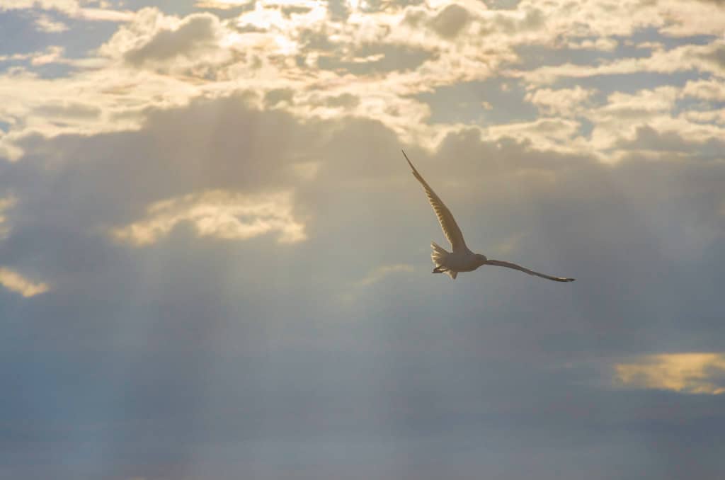 Moreton Bay Views