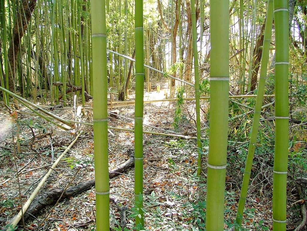 Hidden Bamboo Forest