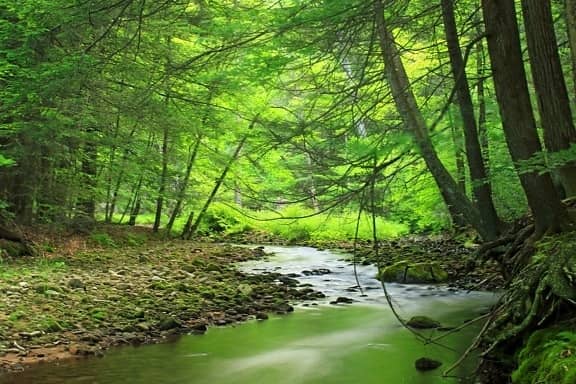 Secluded Riverbanks