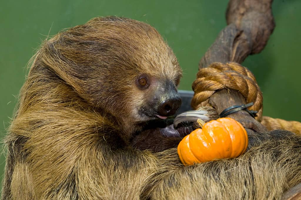 Sloth Spotting