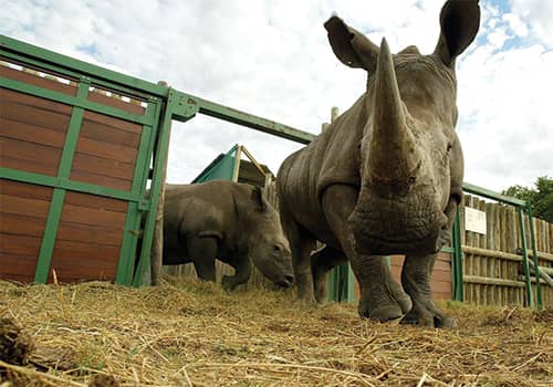 Rhino Encounter