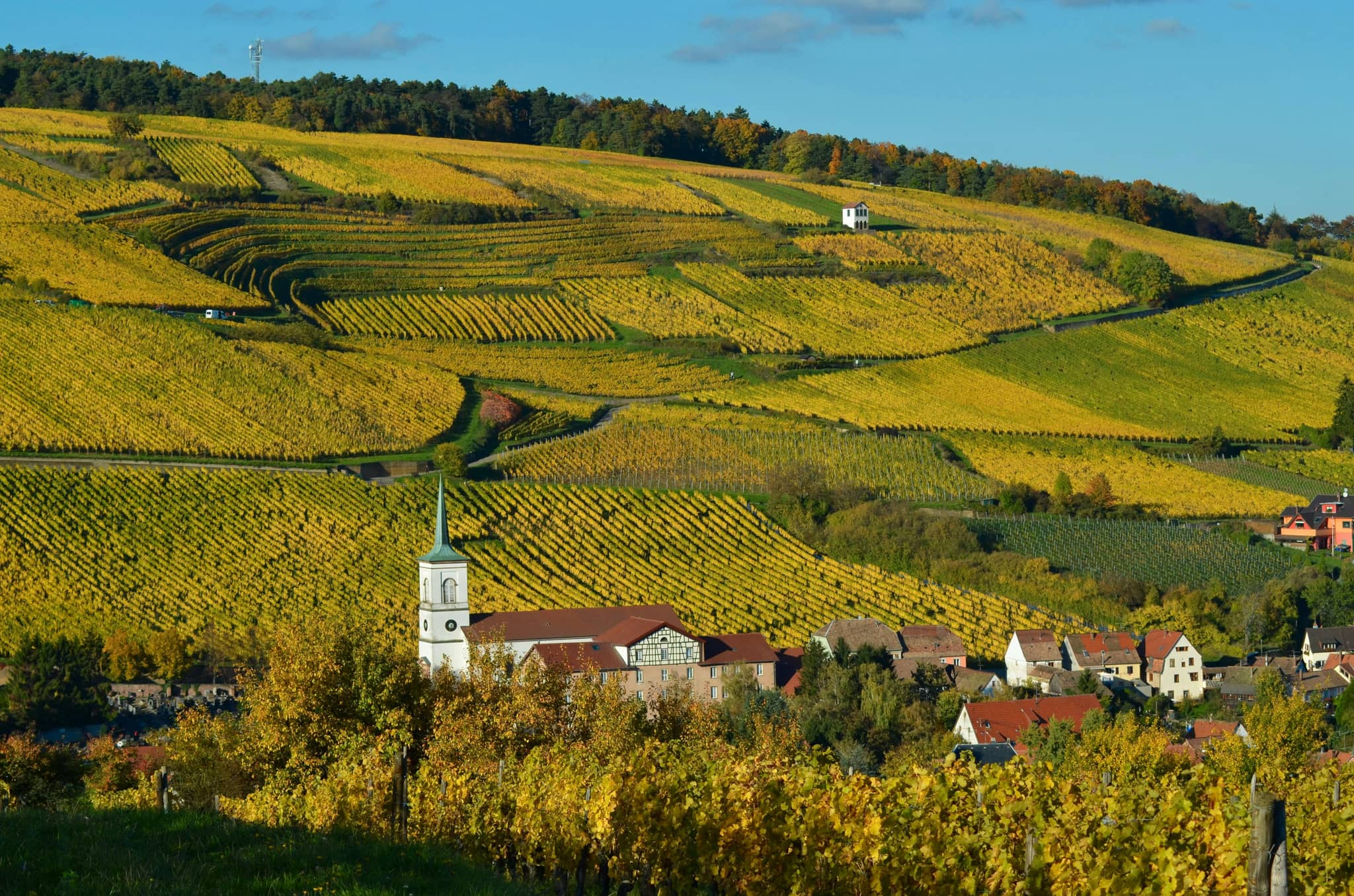 Vineyard Vistas