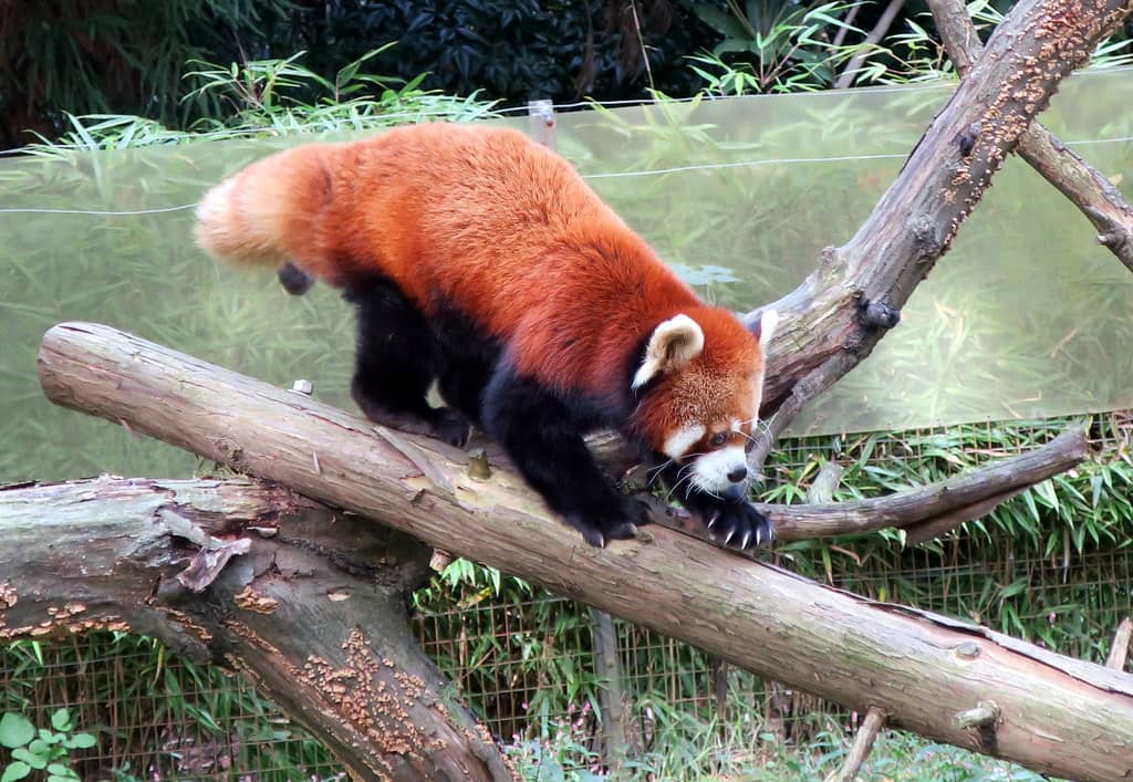 Live Animal Encounters