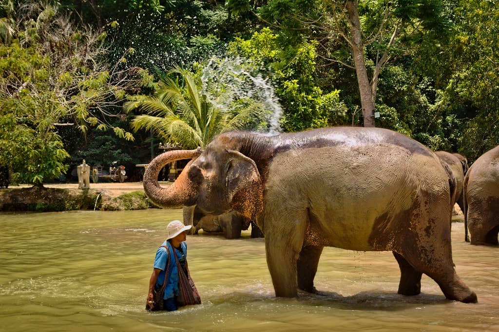 Phuket Elephant Sanctuary