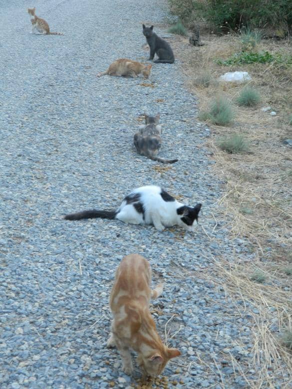 Feline Friends