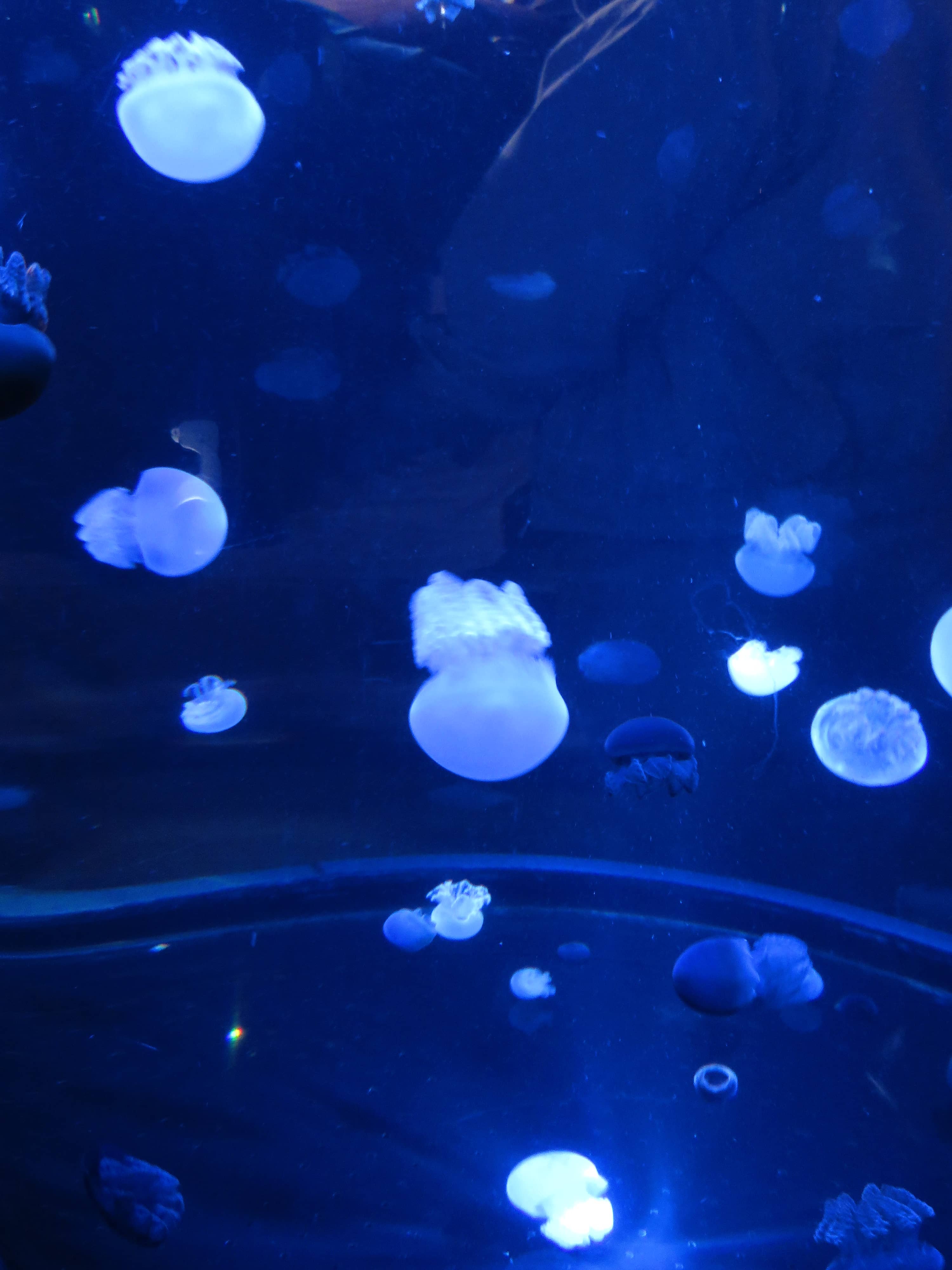 Jellyfish Gallery
