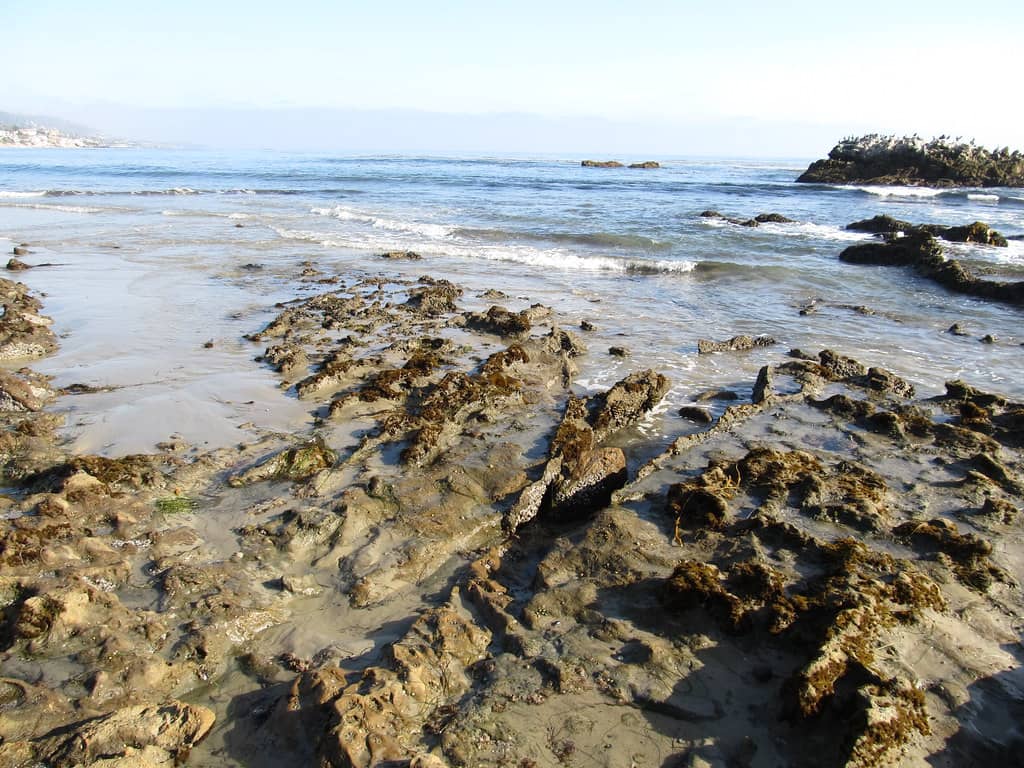 Tide Pool Exploration
