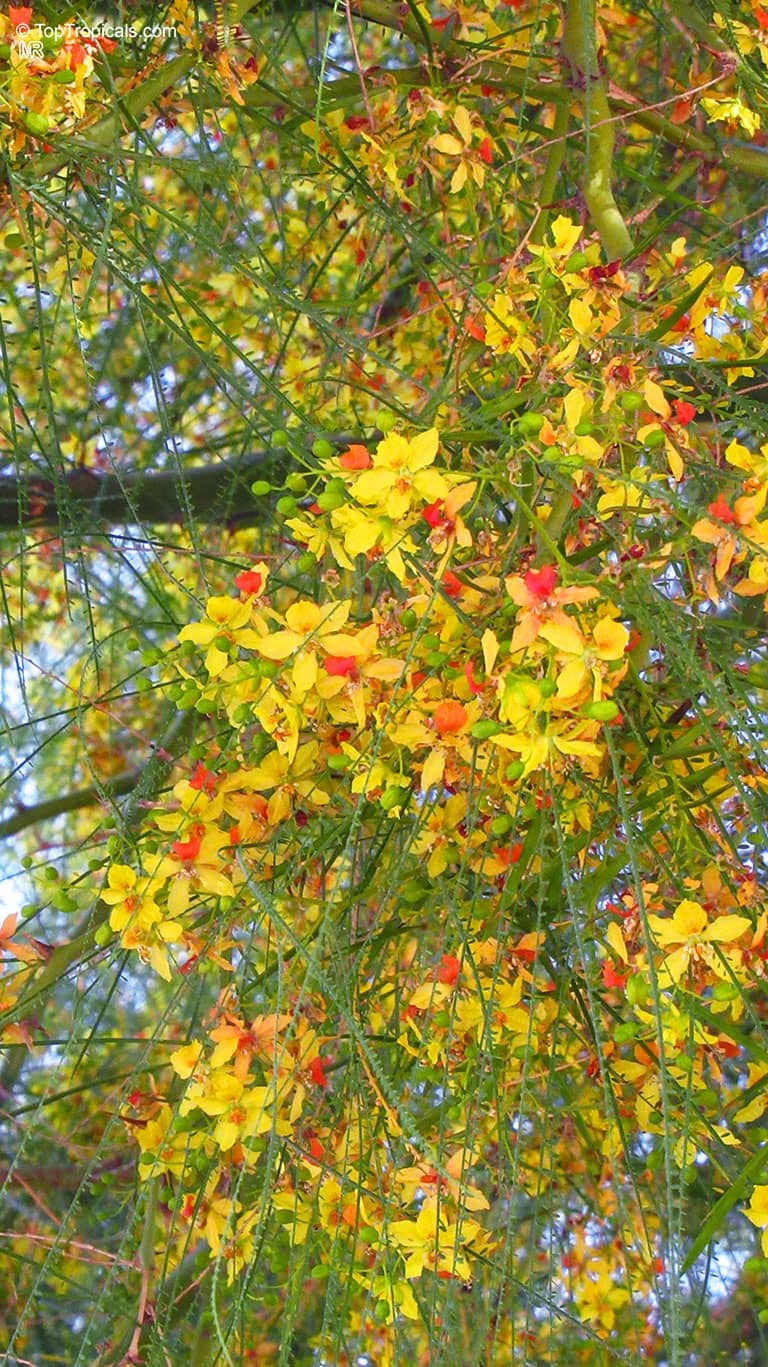 Tranquil Bonsai Collection