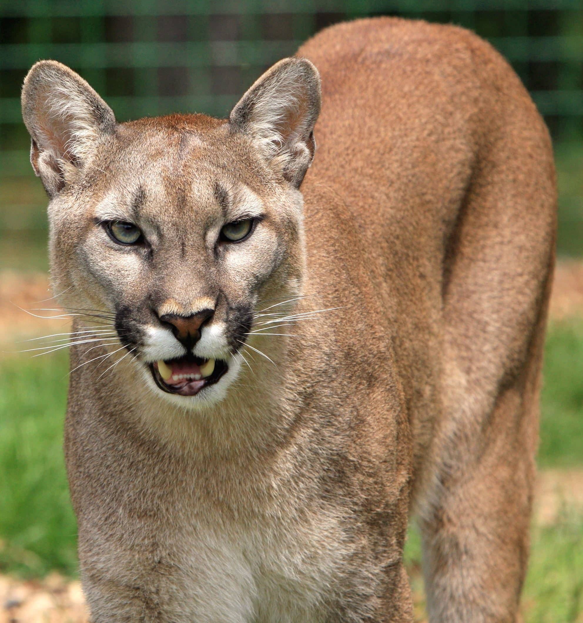 Native Southwestern Animals