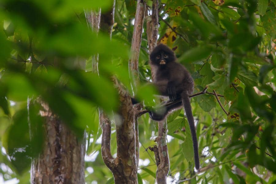 Jungle Trekking with a Local Guide