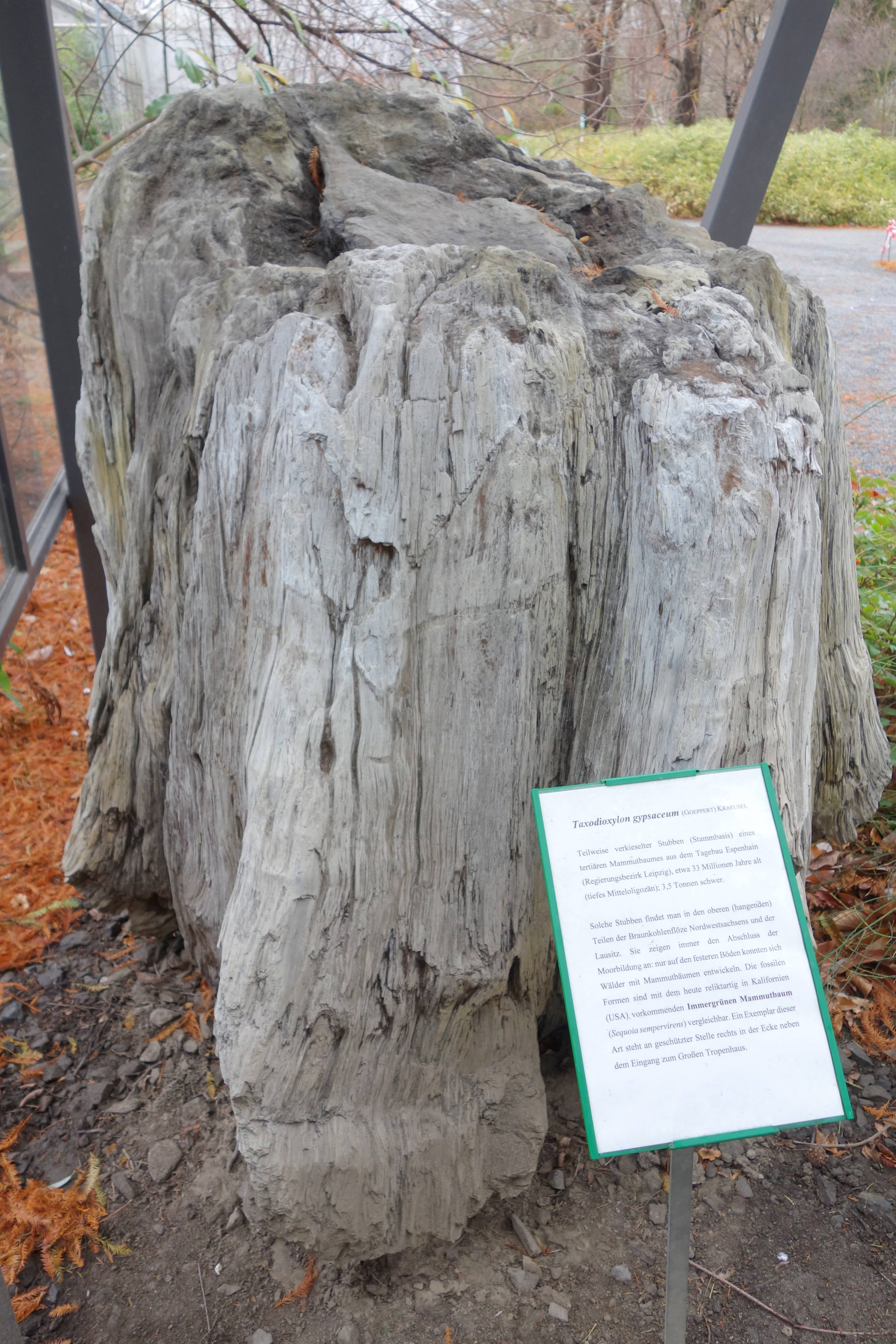 Tree Fossil Collection