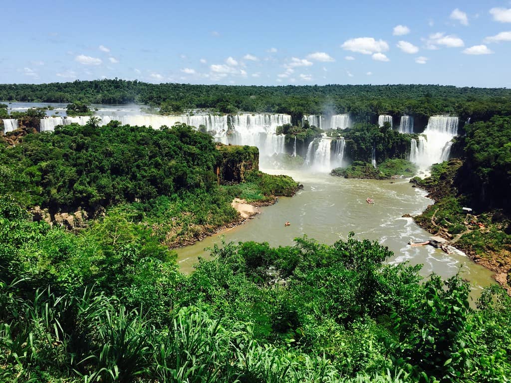 Lush Rainforest Flora