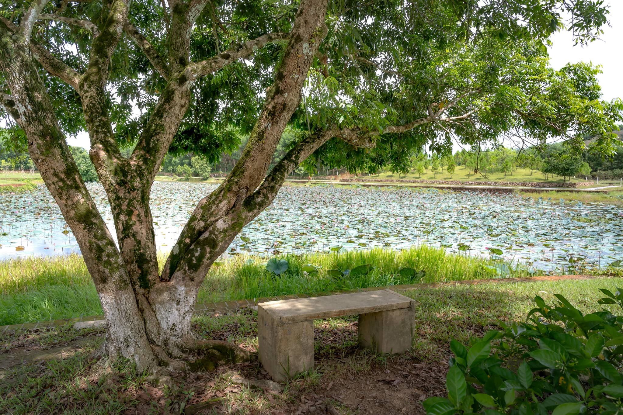 Shaded Benches