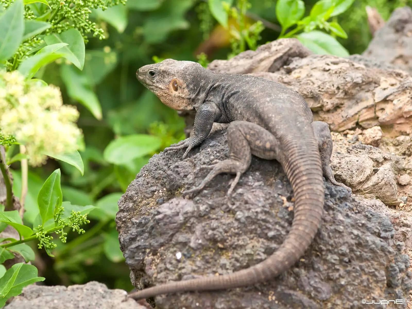 Gran Canaria Giant Lizard