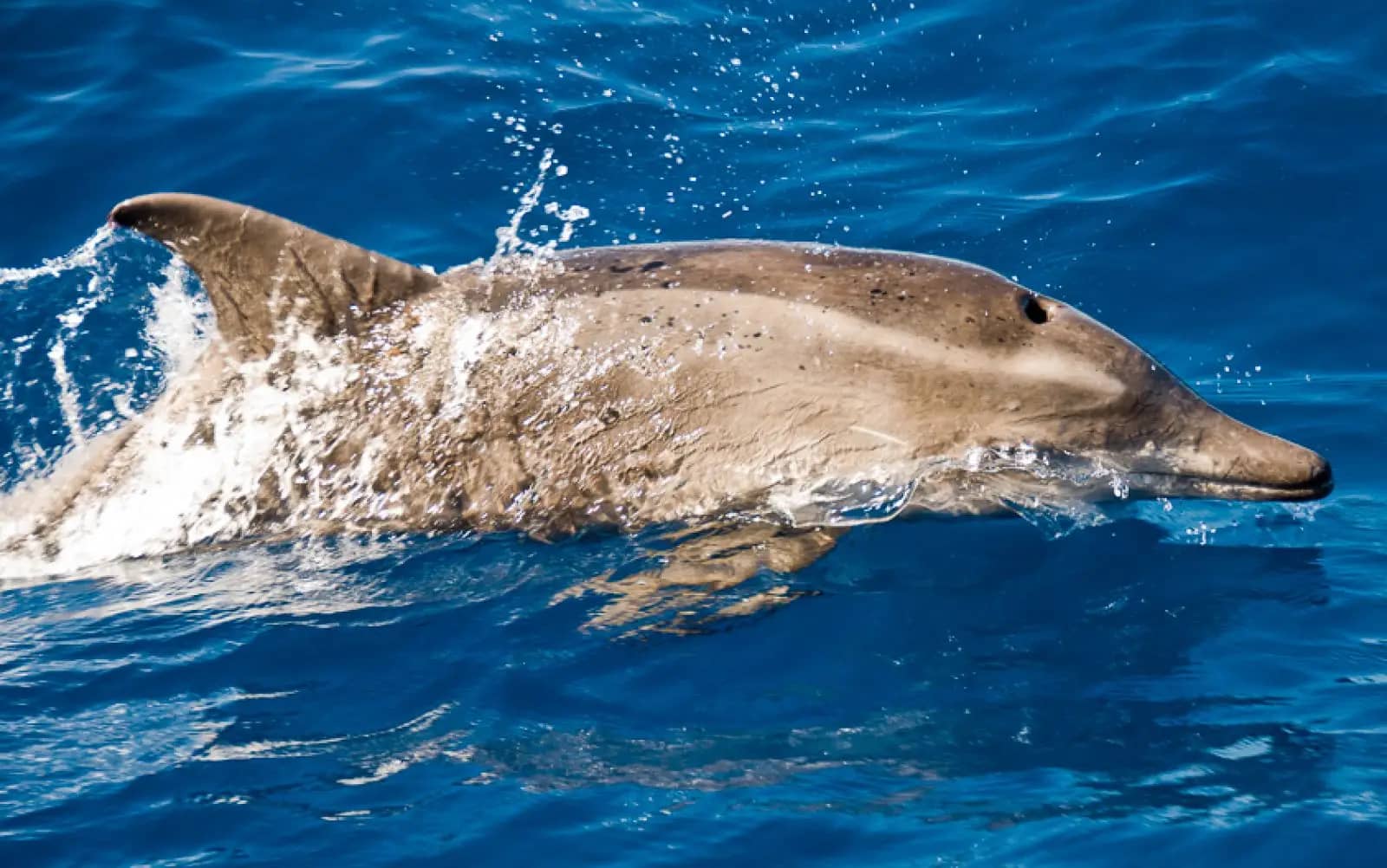 Dolphin Sightings