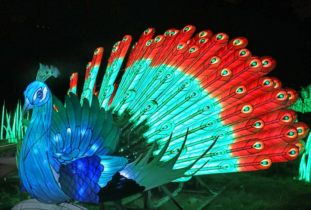 Peacocks