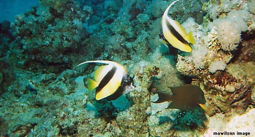 Abundant Marine Encounters