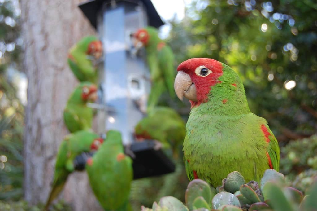 Telegraph Hill Parrots