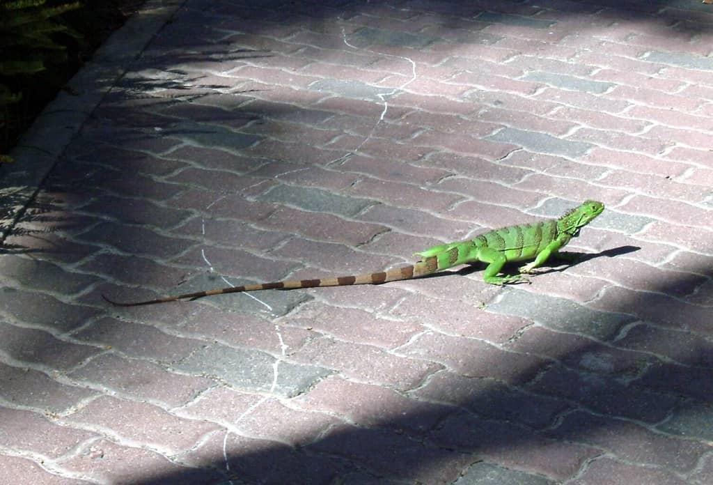 Iguana Beach