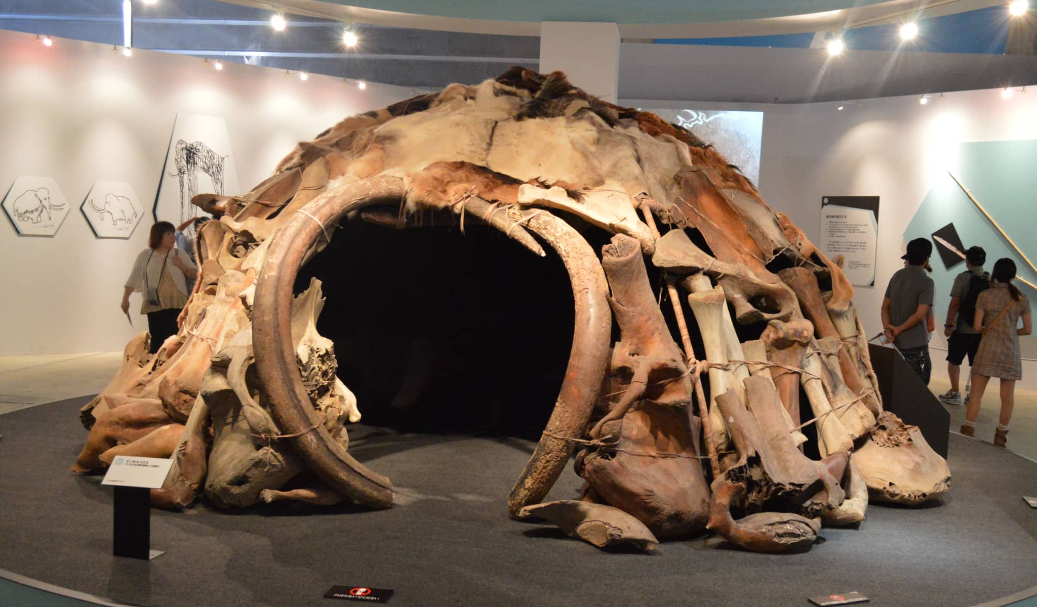 Ice Age Fossils