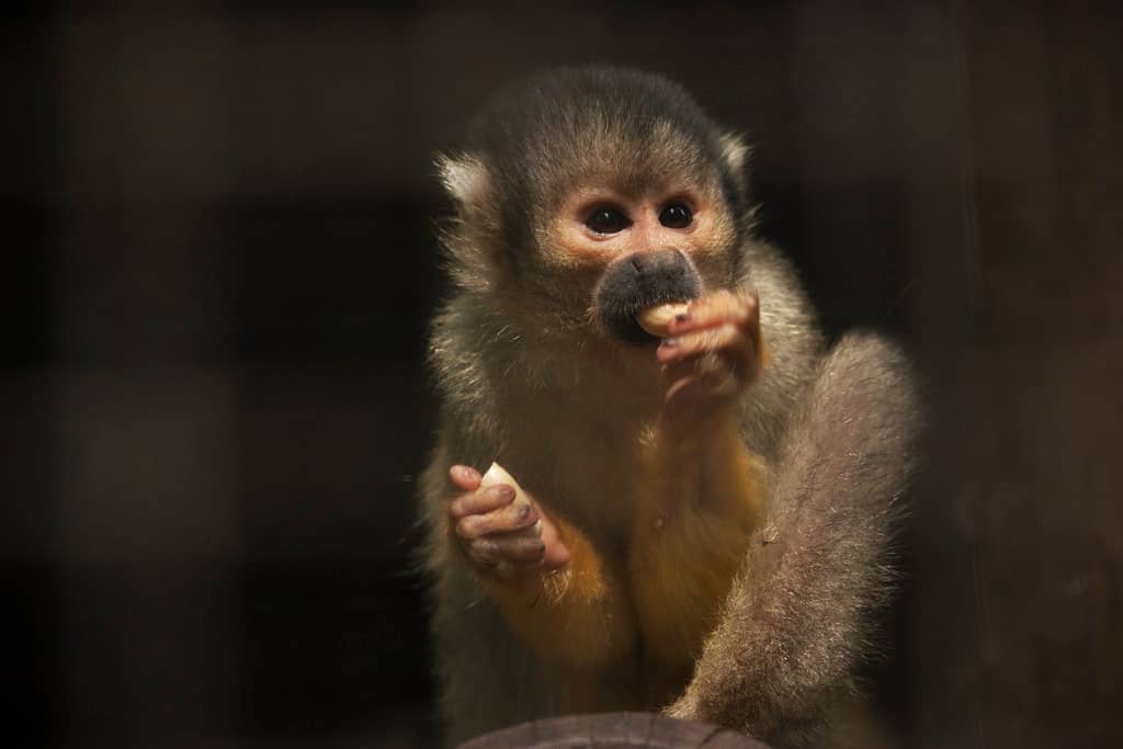 Playful Primates
