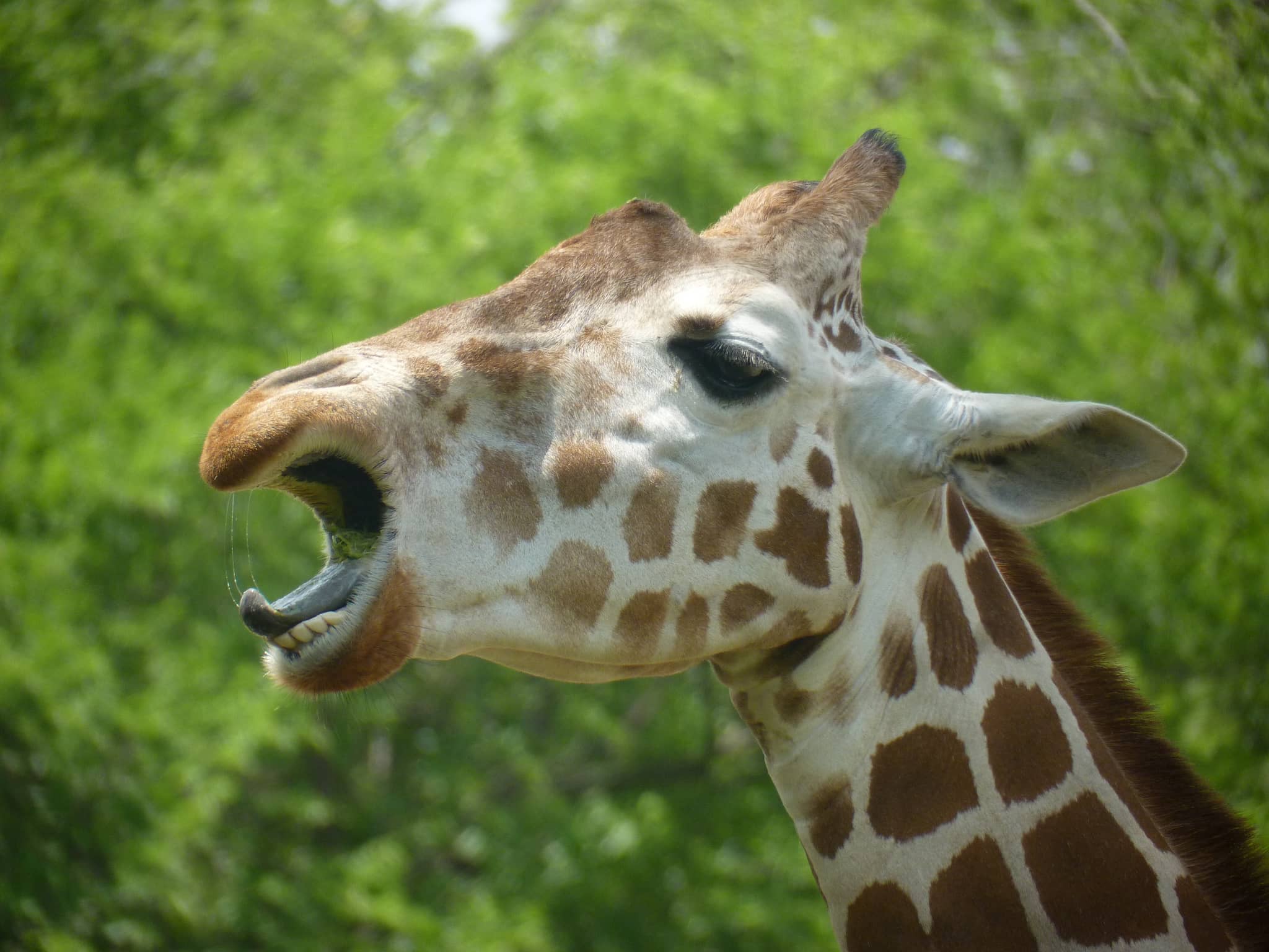 African Savanna