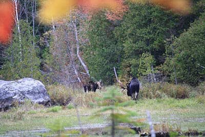 Abundant Wildlife