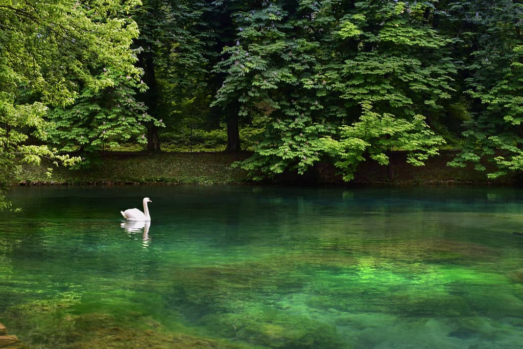 Bosna River Spring Vicinity