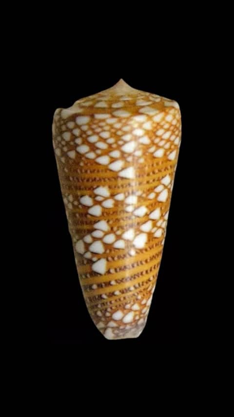 Diverse Shell Collection