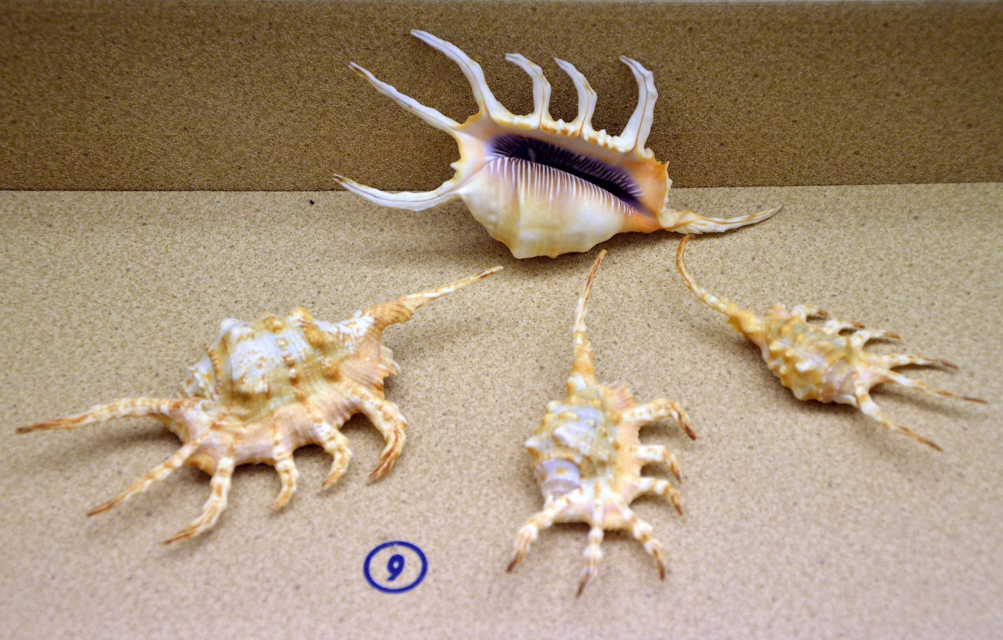 Educational Marine Insights
