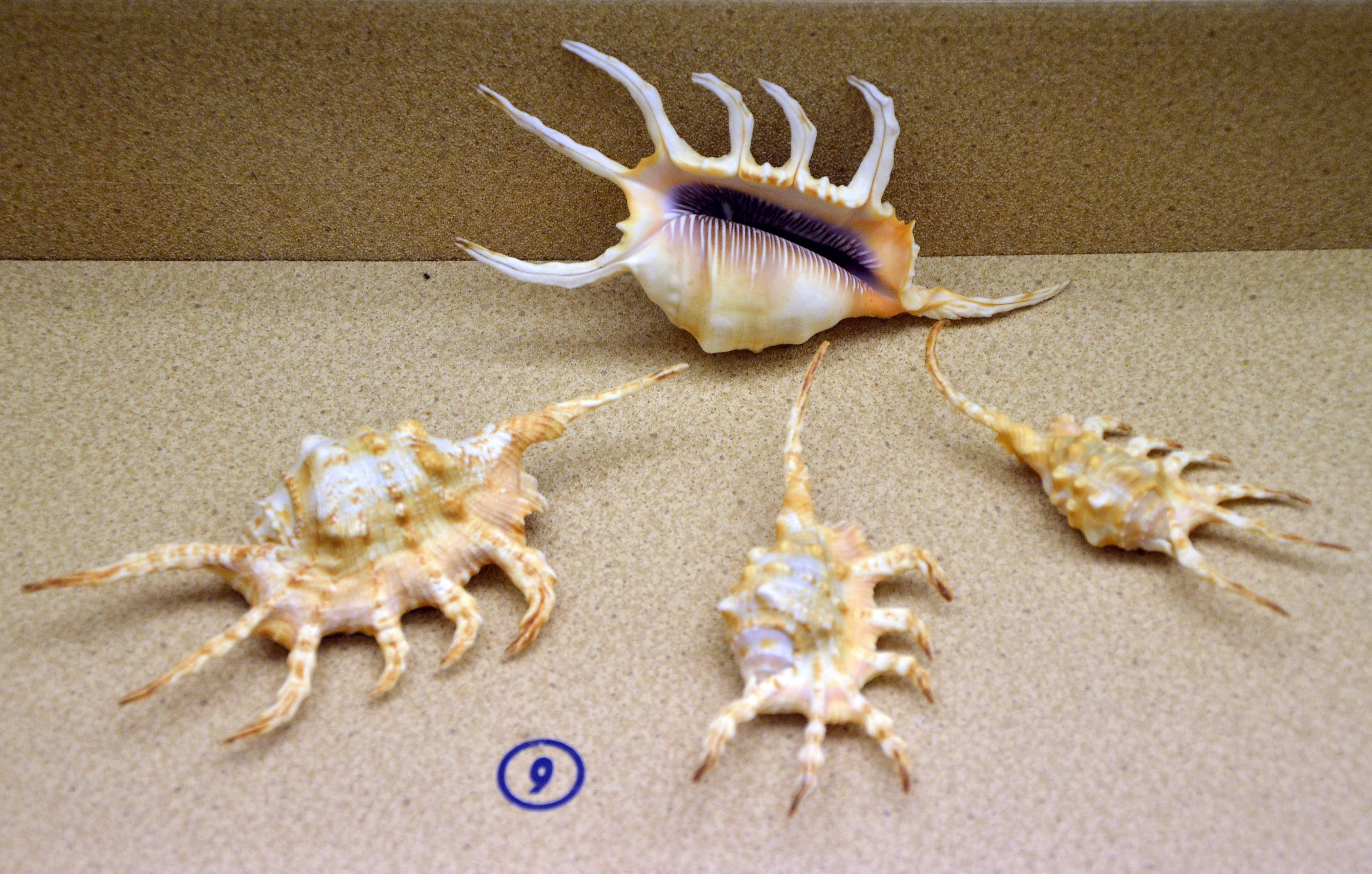 Educational Marine Insights