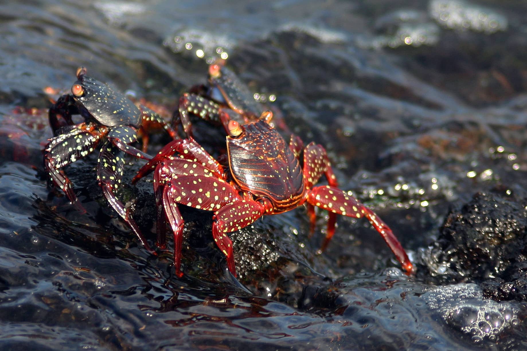 Sally Lightfoot Crabs