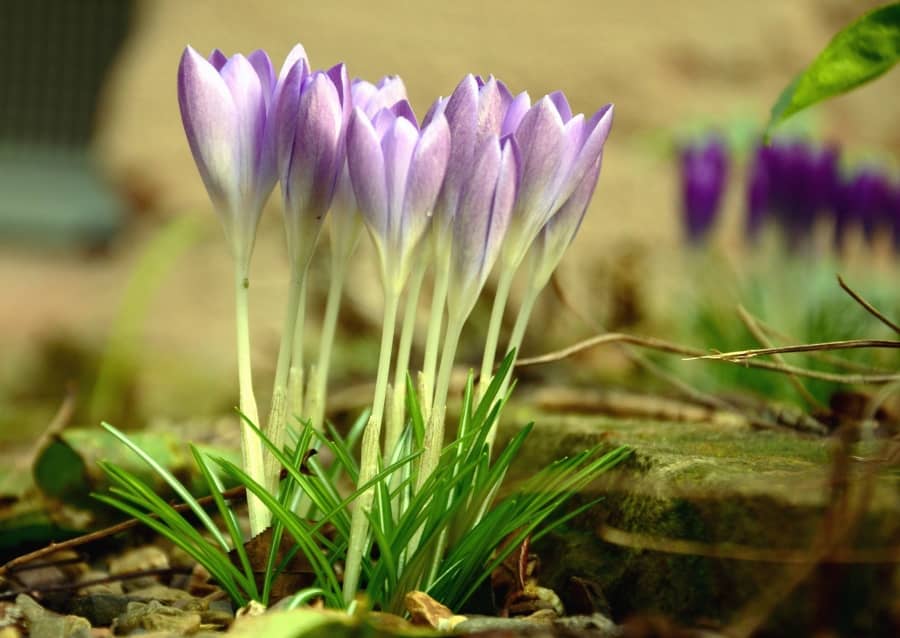 Spring Crocus and Snowdrop Displays