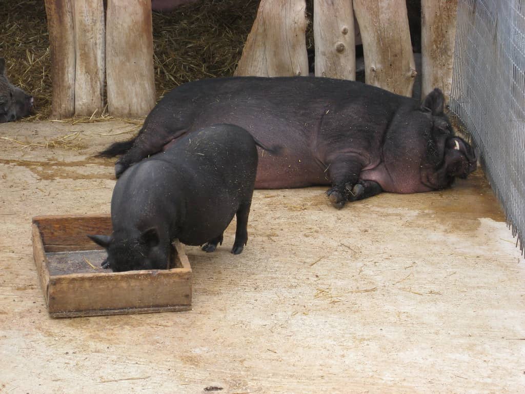 Diverse Animal Collection