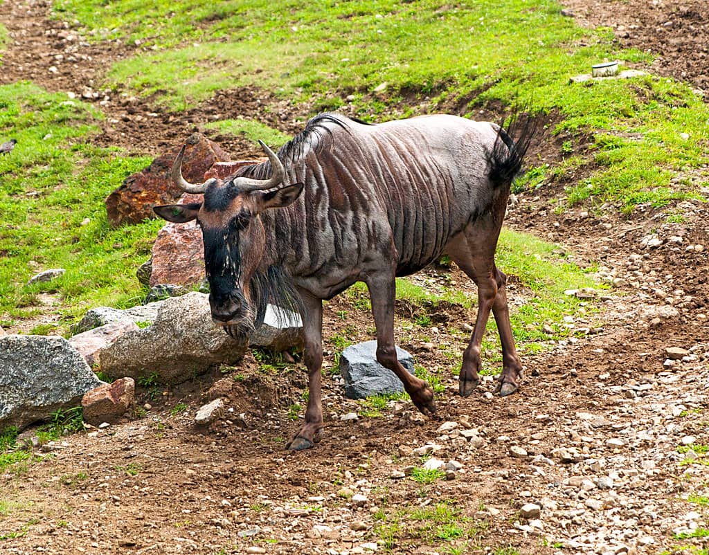 White River State Park Zoo