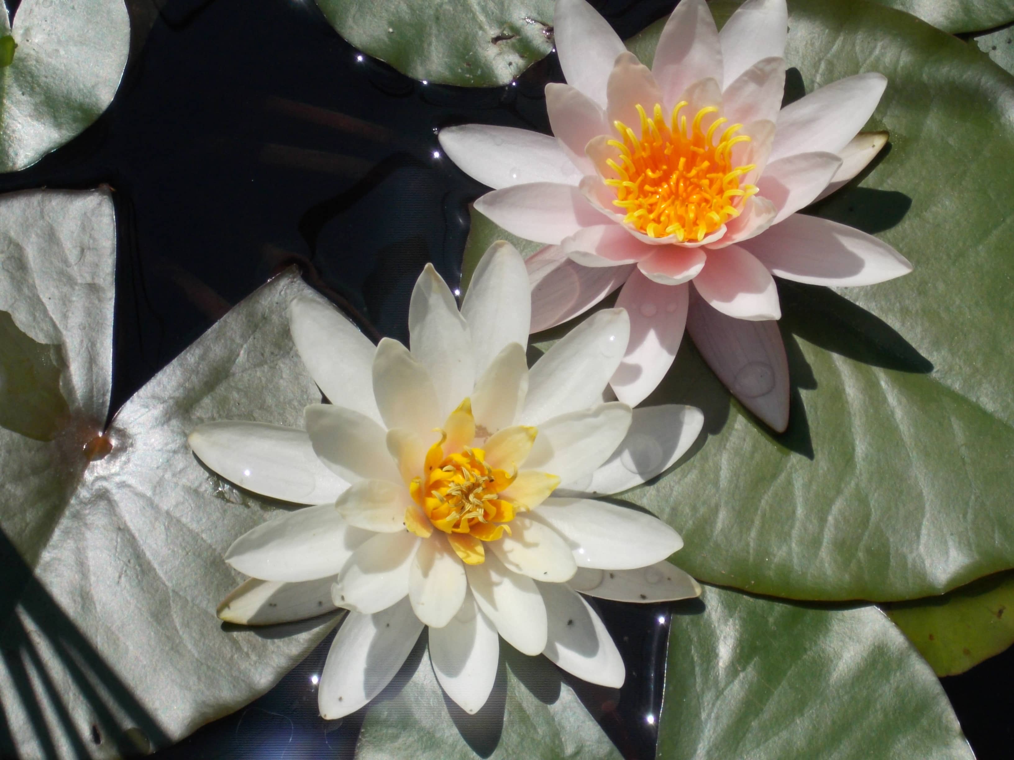 Spring Blossom Spectacle