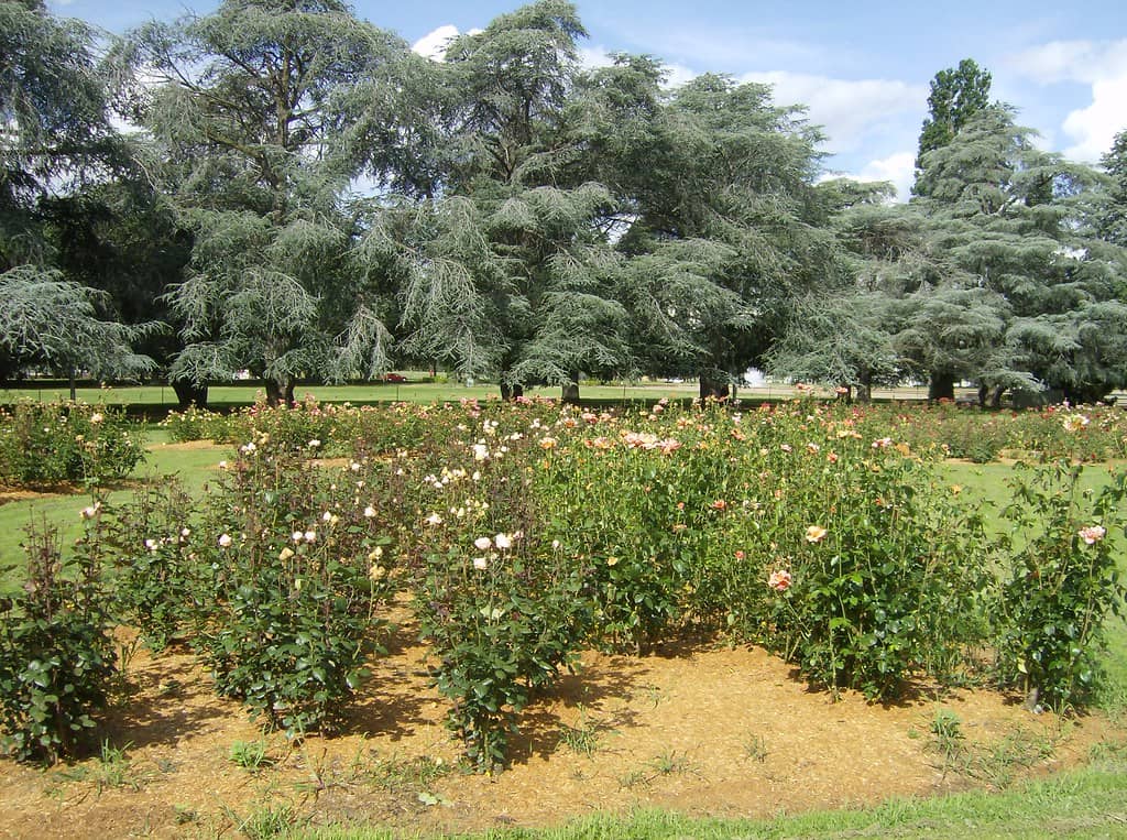 National Rose Gardens