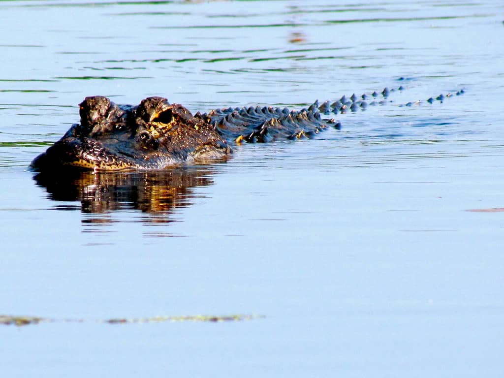 Alligator Encounters