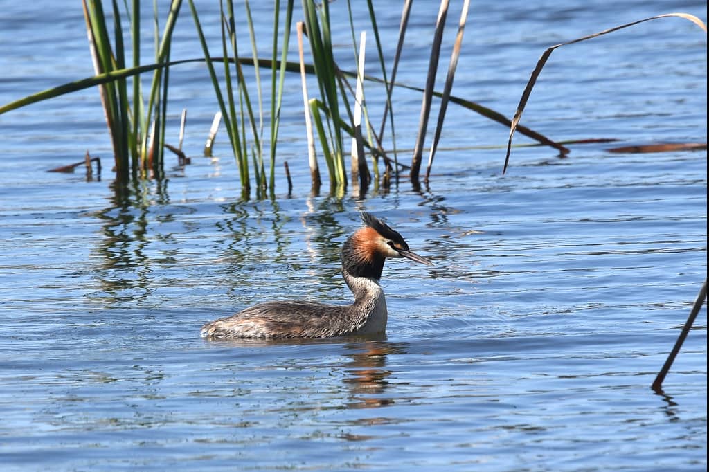 Wetland Ecosystem Exploration