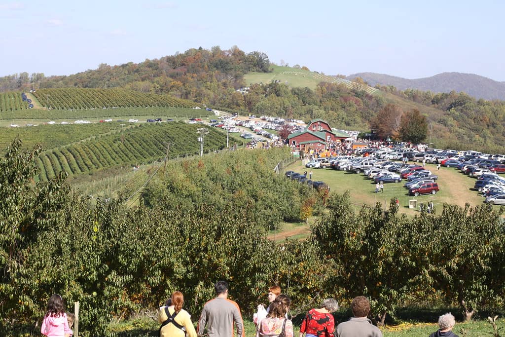 Seasonal Fruit Picking