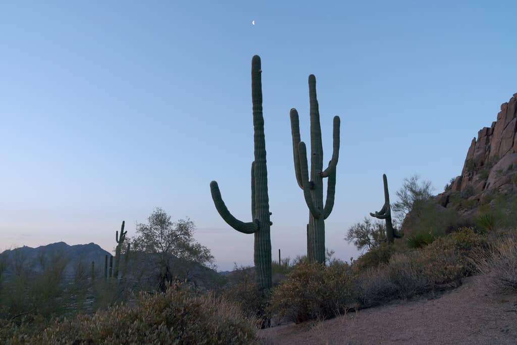 Desert Flora and Fauna