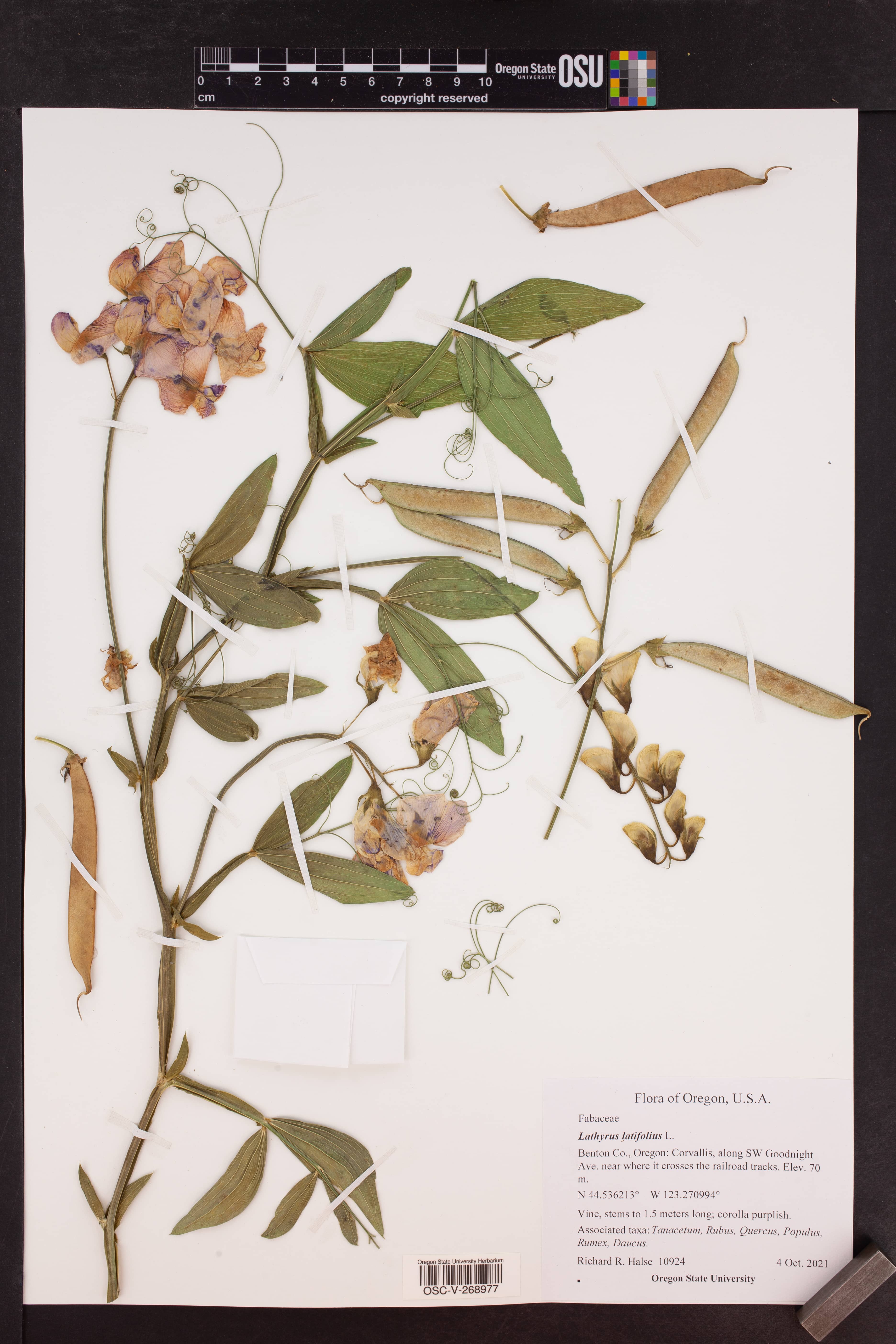 Diverse Plant Collections