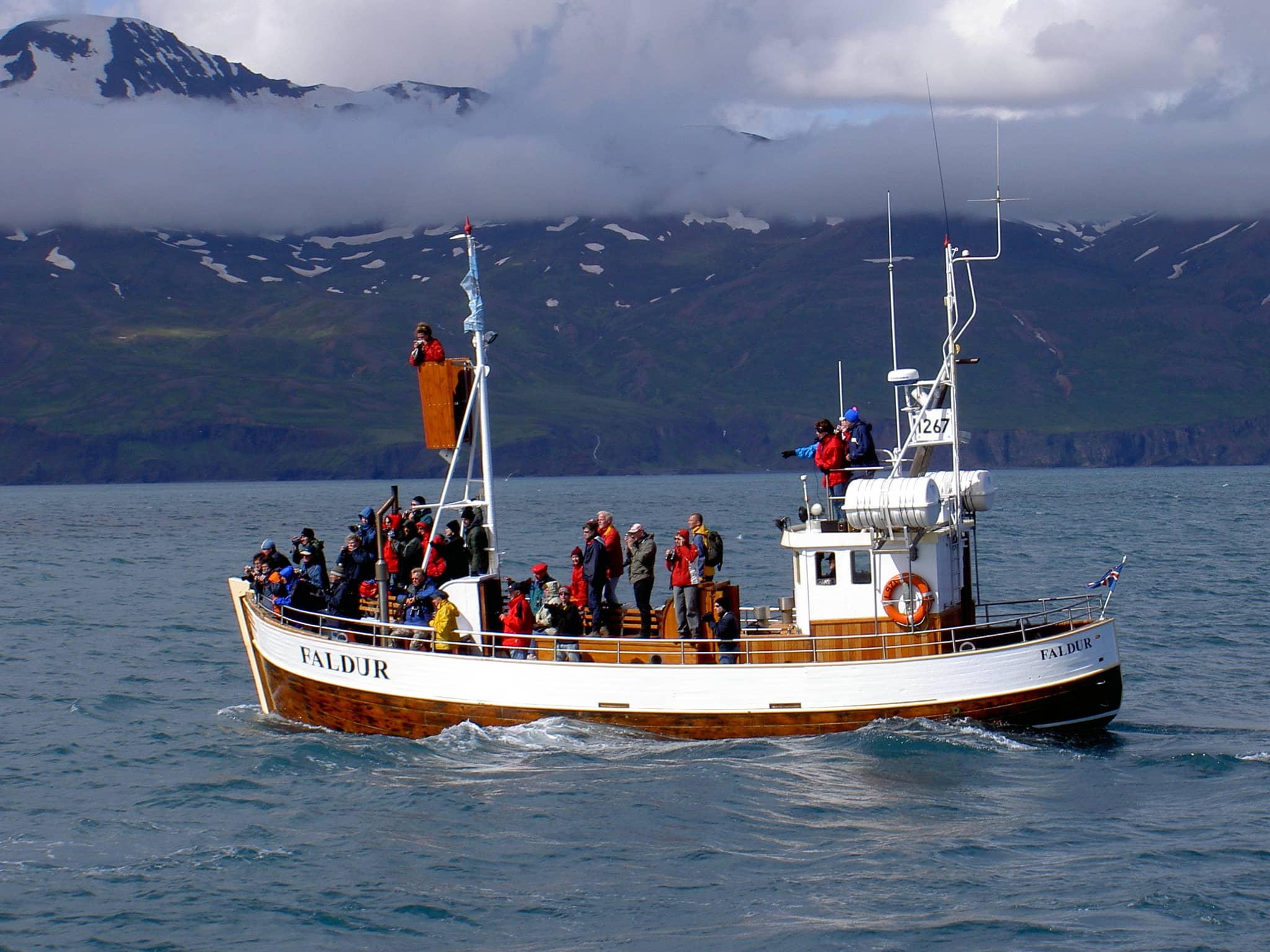 Whale Watching Tours