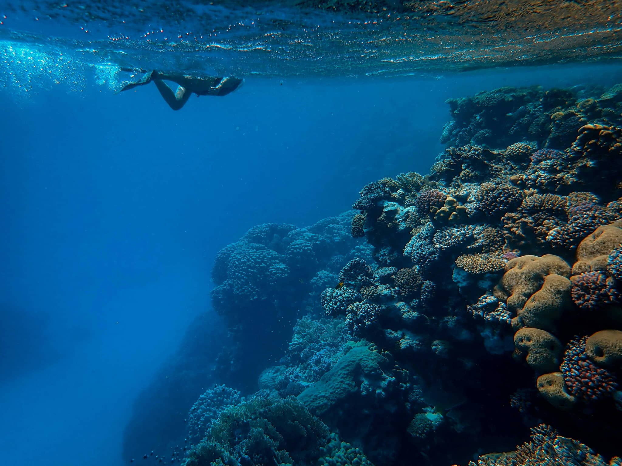 Underwater Photography