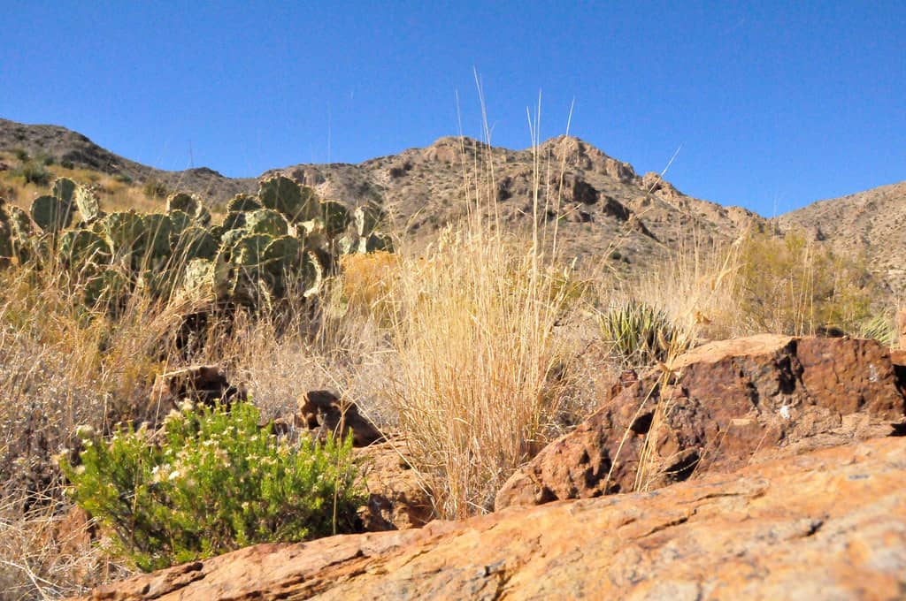 Desert Flora and Fauna
