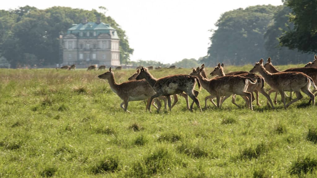 Dyrehaven Deer Park