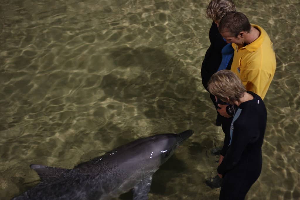 Whale & Dolphin Watching