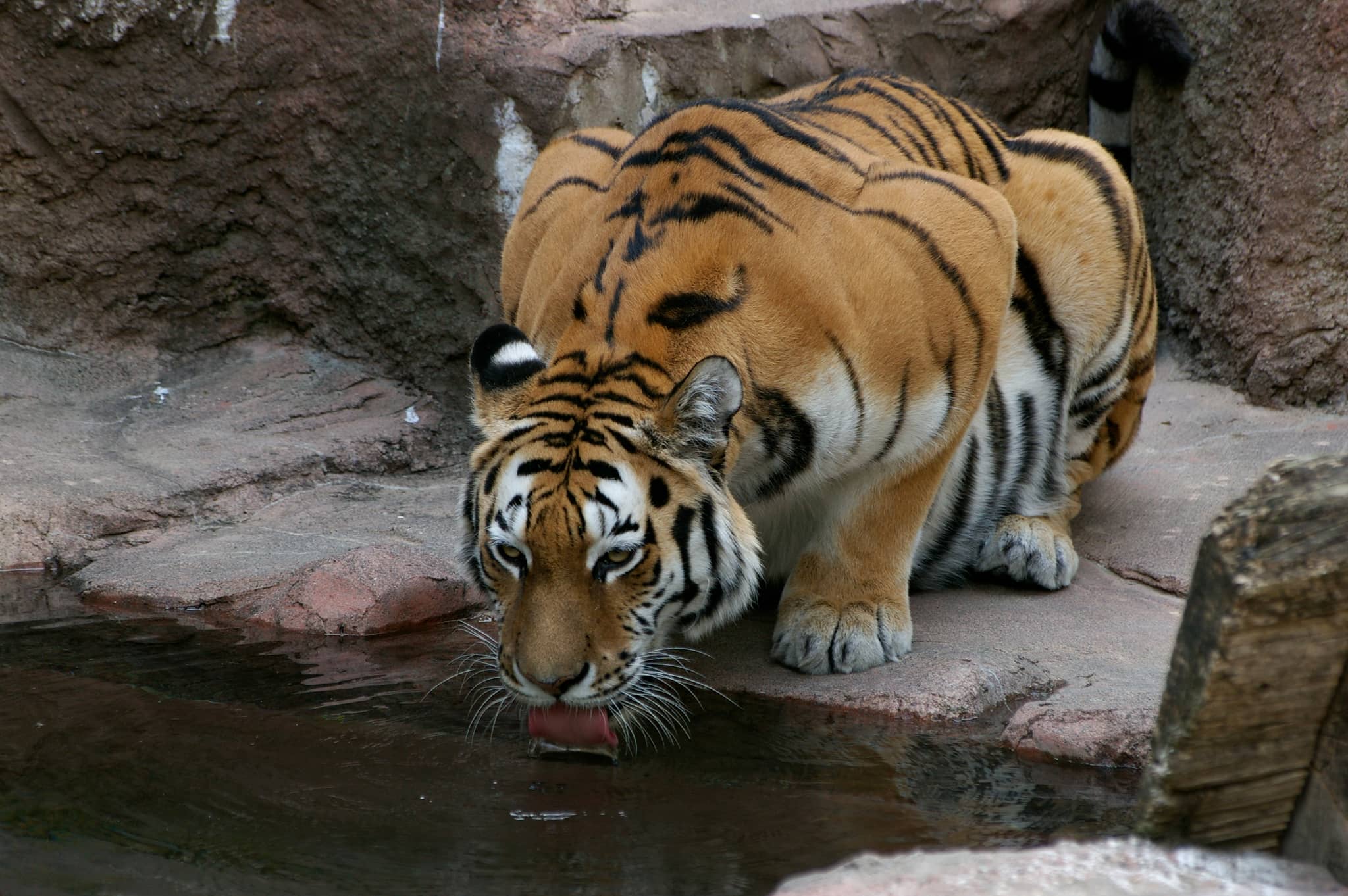 Maruyama Zoo
