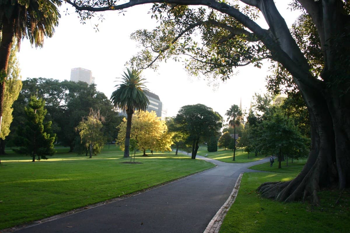 Tree-Lined Avenues